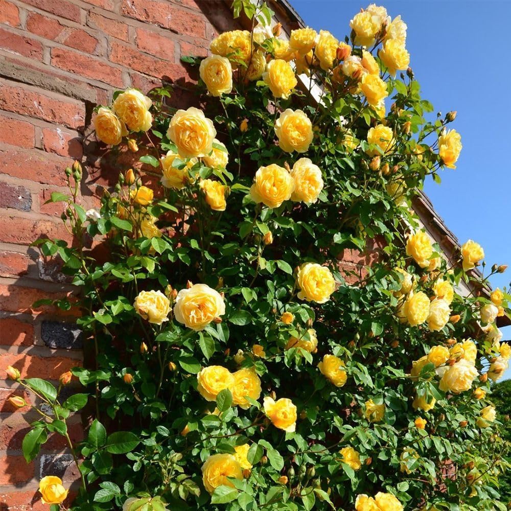 🔥Last Day 49% OFF🌺Climbing Rose Seeds