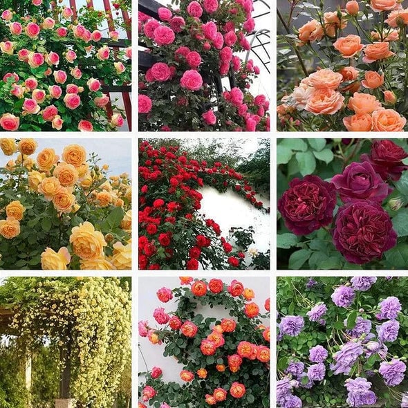 🔥Last Day 49% OFF🌺Climbing Rose Seeds