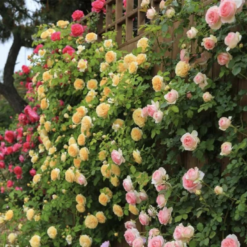 🔥Last Day 49% OFF🌺Climbing Rose Seeds