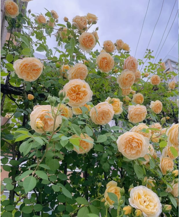 🔥Last Day 49% OFF🌺Climbing Rose Seeds