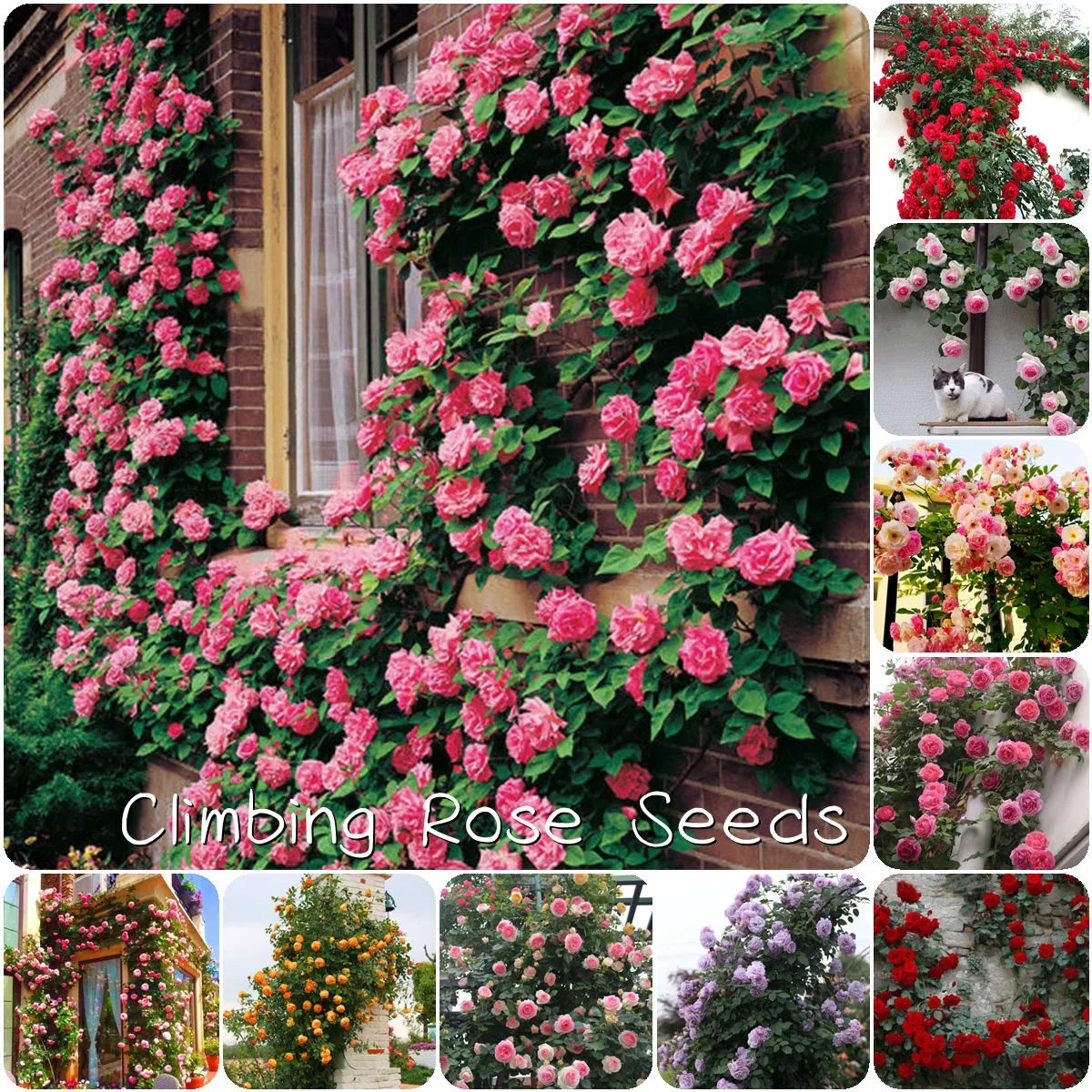 🔥Last Day 49% OFF🌺Climbing Rose Seeds